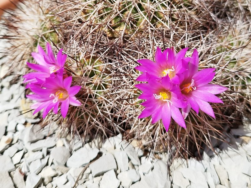 Turbinicarpus horripilus 