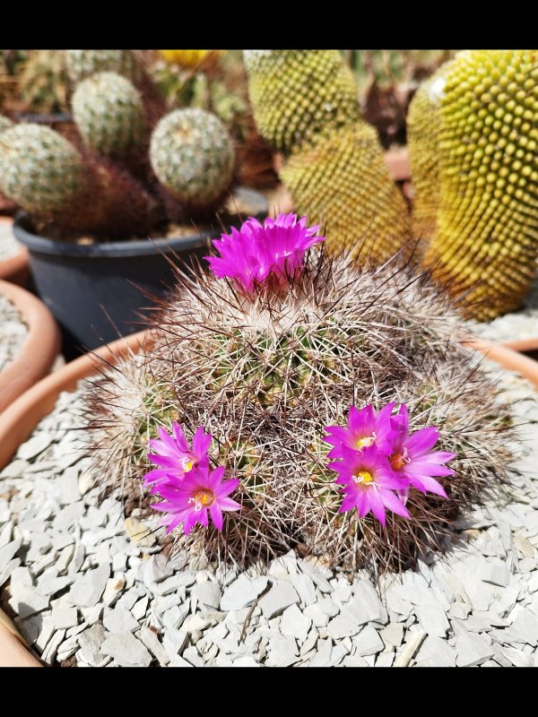 Turbinicarpus horripilus 