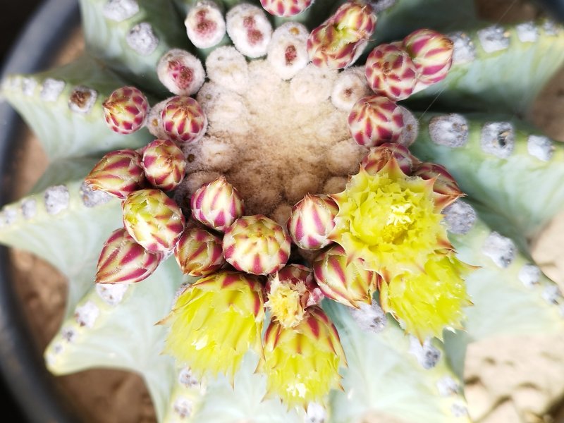 Ferocactus glaucescens v. inermis 