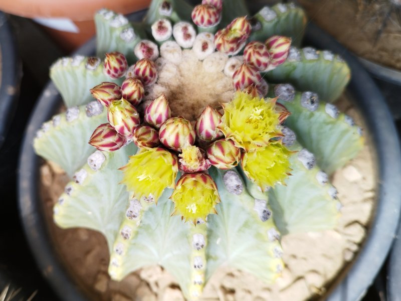 Ferocactus glaucescens v. inermis 