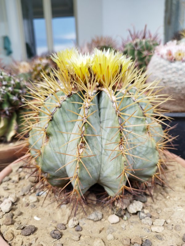 Ferocactus glaucescens 