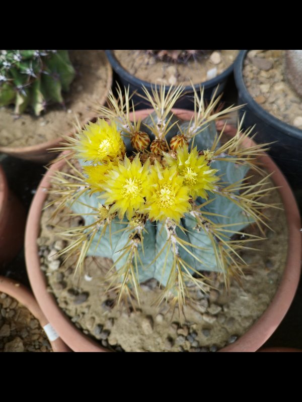 Ferocactus glaucescens 