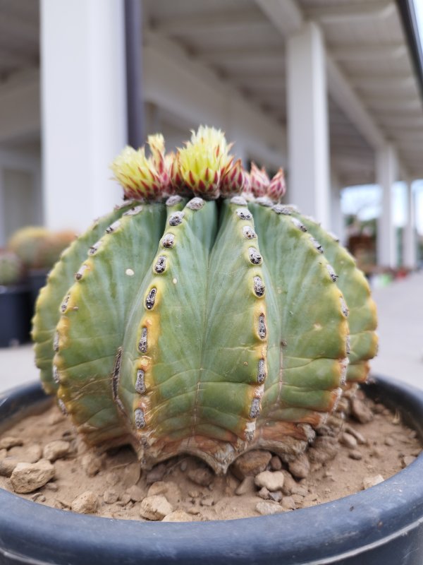 Ferocactus glaucescens v. inermis 