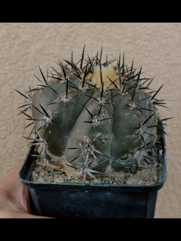 Copiapoa  