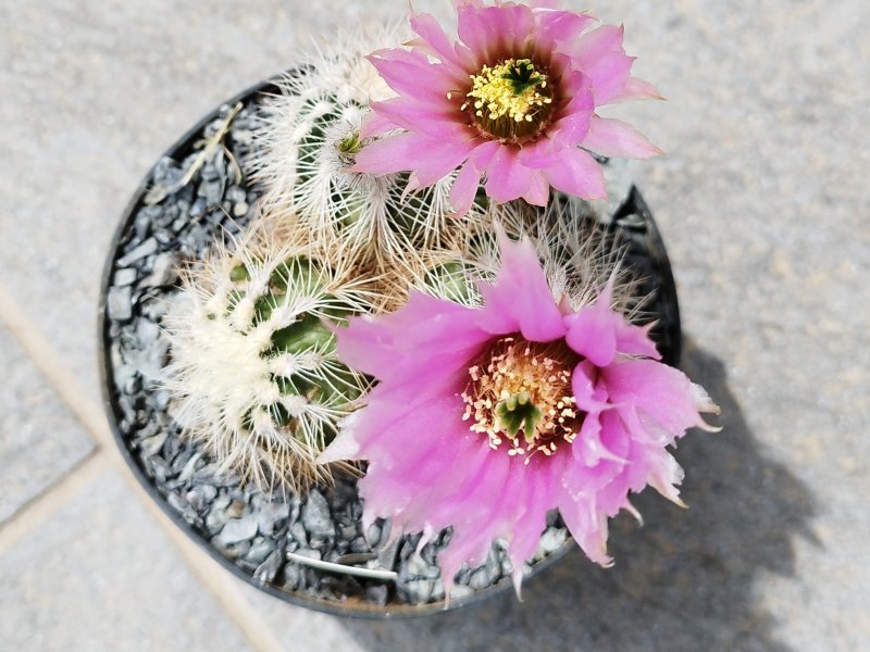 Echinocereus reichenbachii v. albispinus 