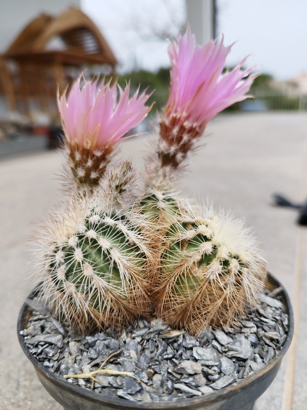 echinocereus reichenbachii v. albispinus