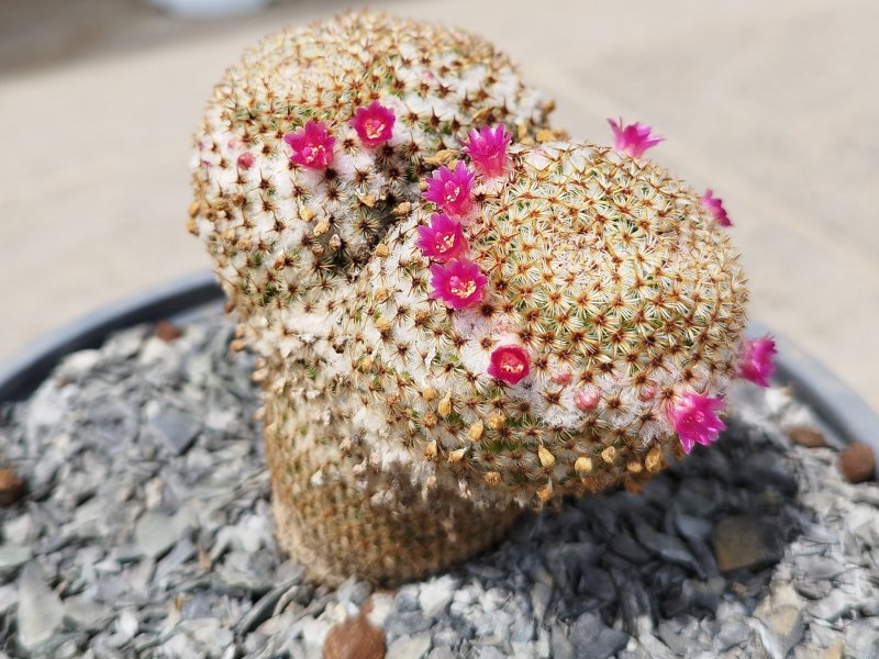 Mammillaria crucigera 