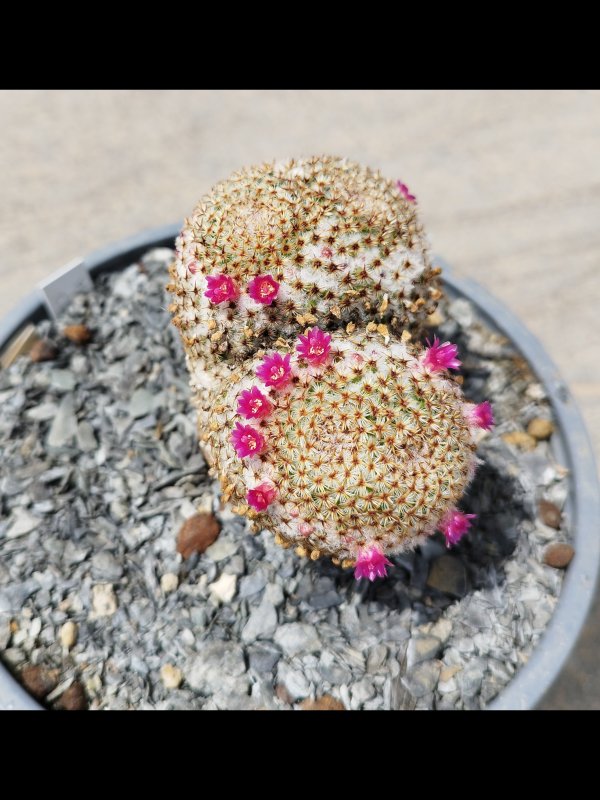 Mammillaria crucigera 