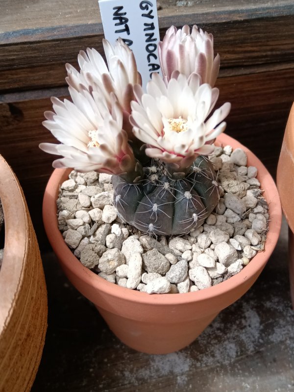 Gymnocalycium nataliae 