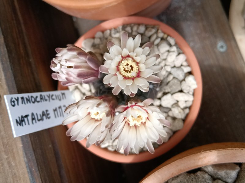 Gymnocalycium nataliae 