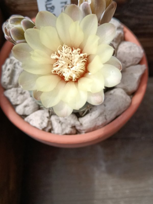 Gymnocalycium baldianum v. albiflorum 