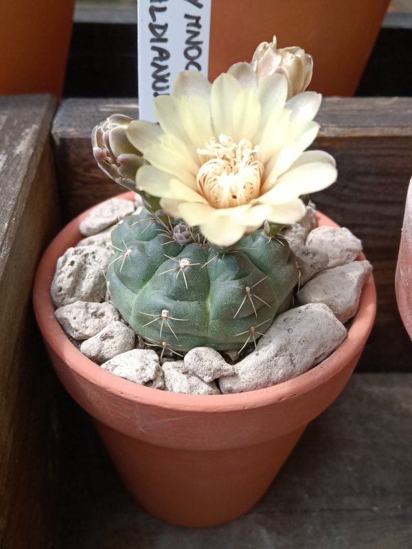 Gymnocalycium baldianum v. albiflorum 