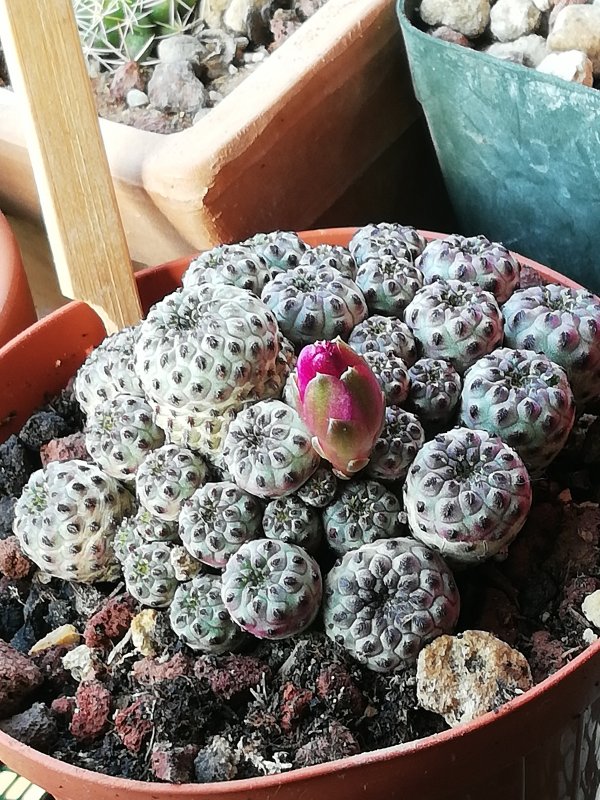 Sulcorebutia rauschii 