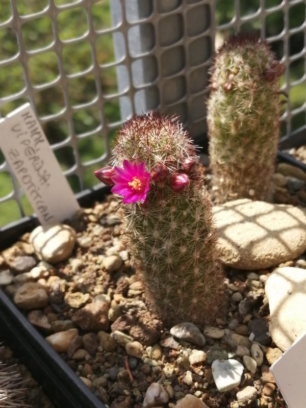 Mammillaria viperina 