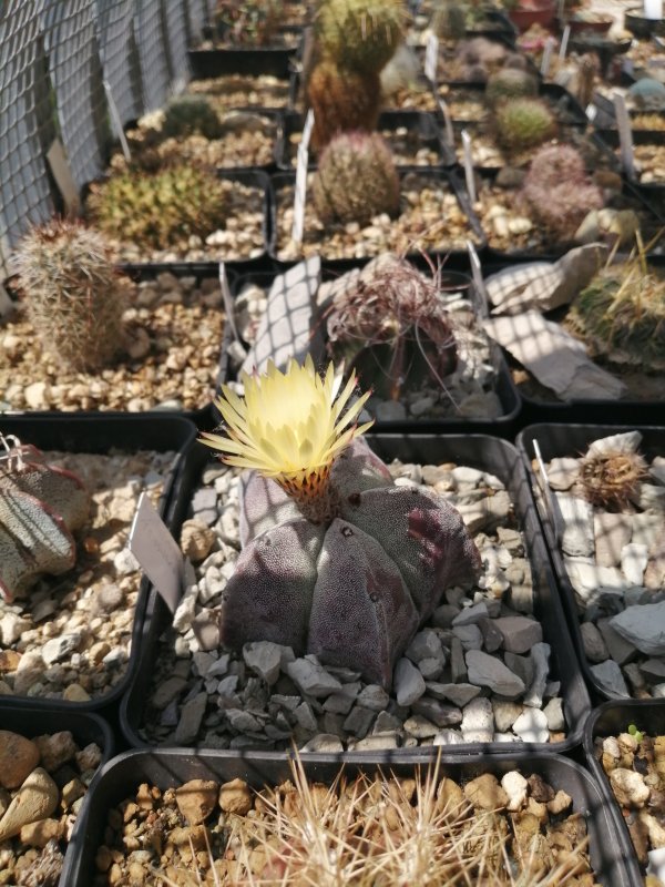 Astrophytum myriostigma 