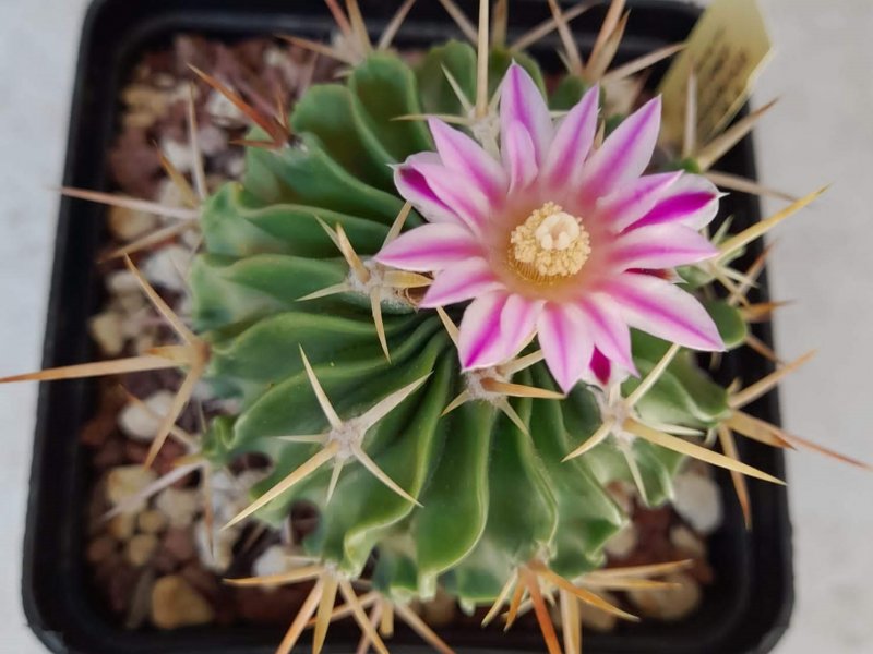 Echinofossulocactus lamellosus 