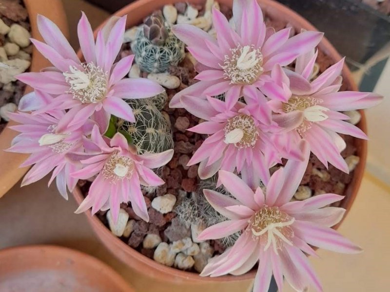 Gymnocalycium bruchii 