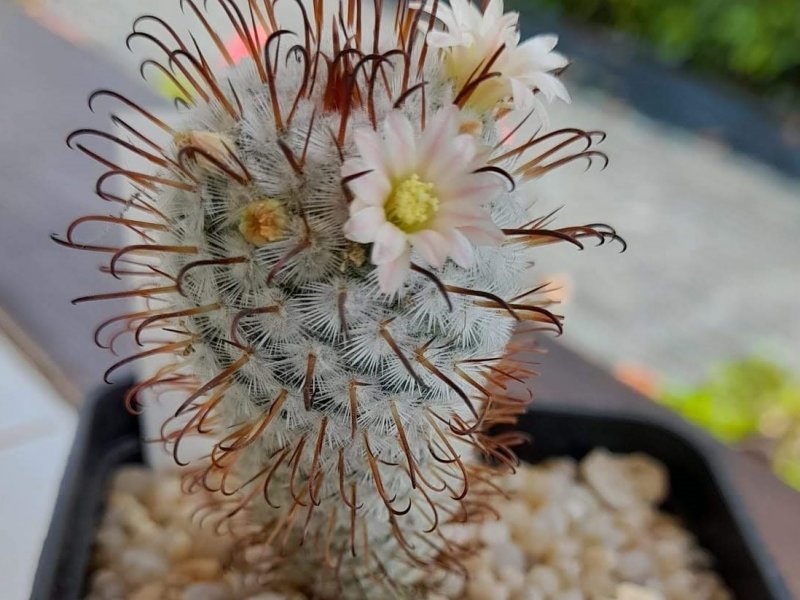 Mammillaria perezdelarosae 