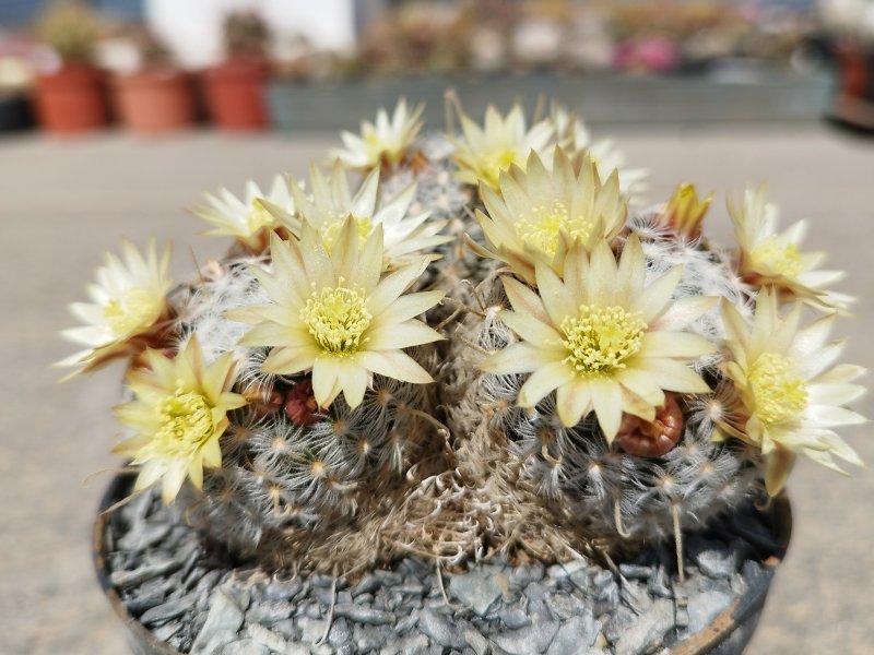 Mammillaria duwei 