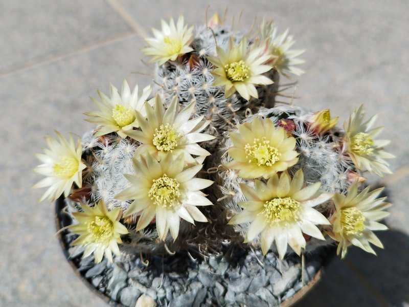 mammillaria duwei