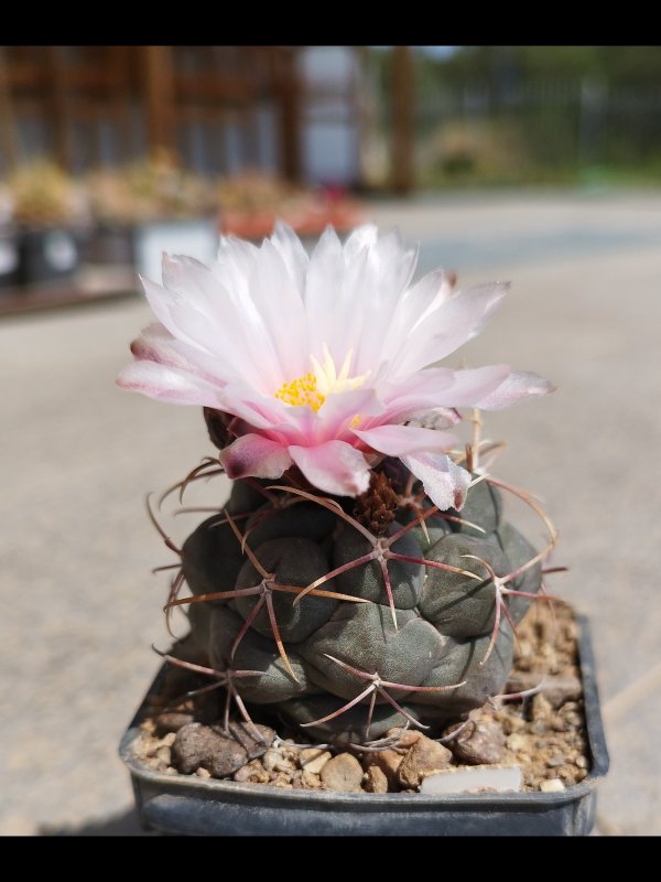 Thelocactus heterochromus 