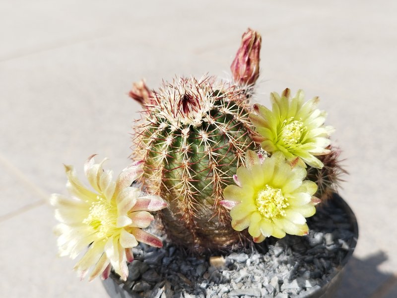 Echinocereus  viridiflorus 