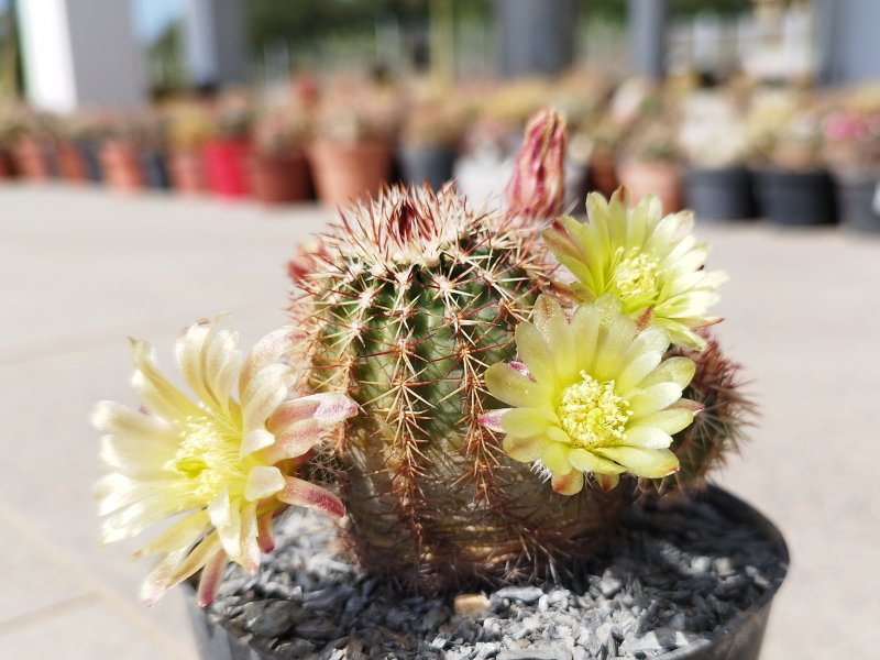 echinocereus viridiflorus