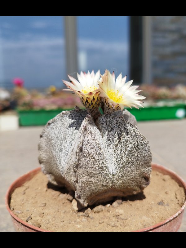 Astrophytum myriostigma v. tulense 