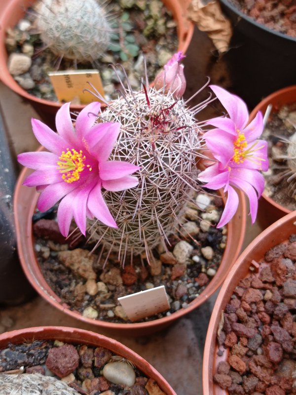 Mammillaria occidentalis 