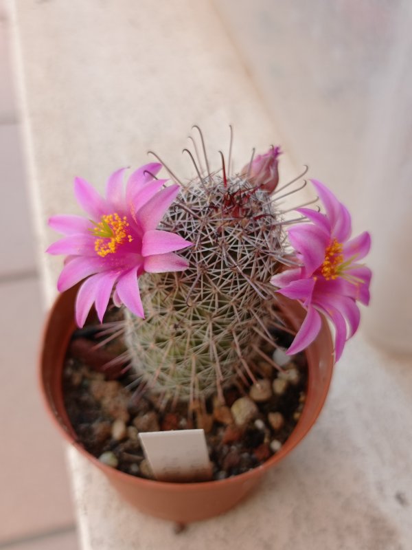 Mammillaria occidentalis 