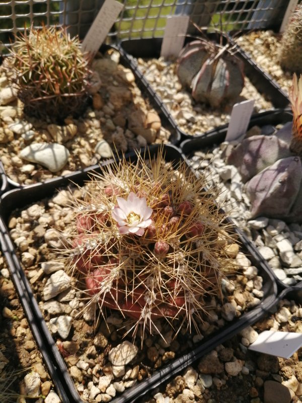 Gymnocalycium chacoense 