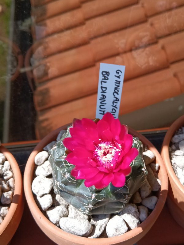 Gymnocalycium baldianum 