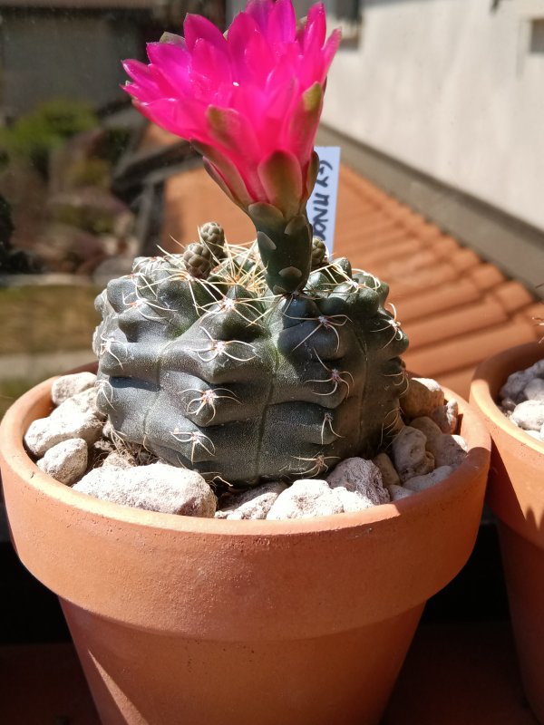 Gymnocalycium baldianum 