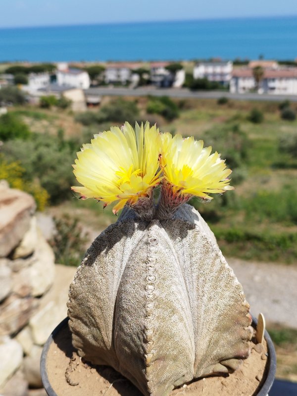 Astrophytum coahuilense 