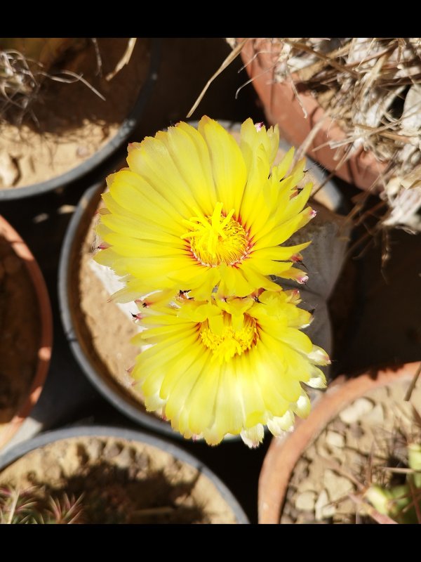 Astrophytum coahuilense 