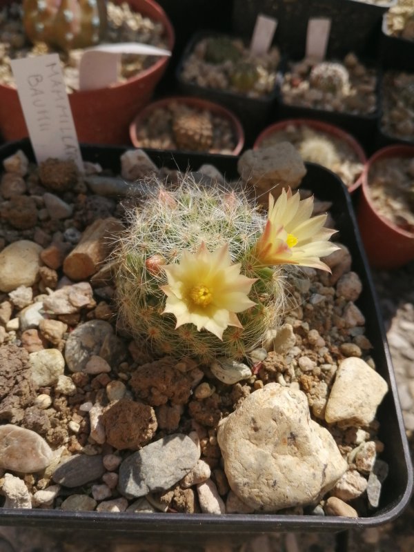 Mammillaria baumii 