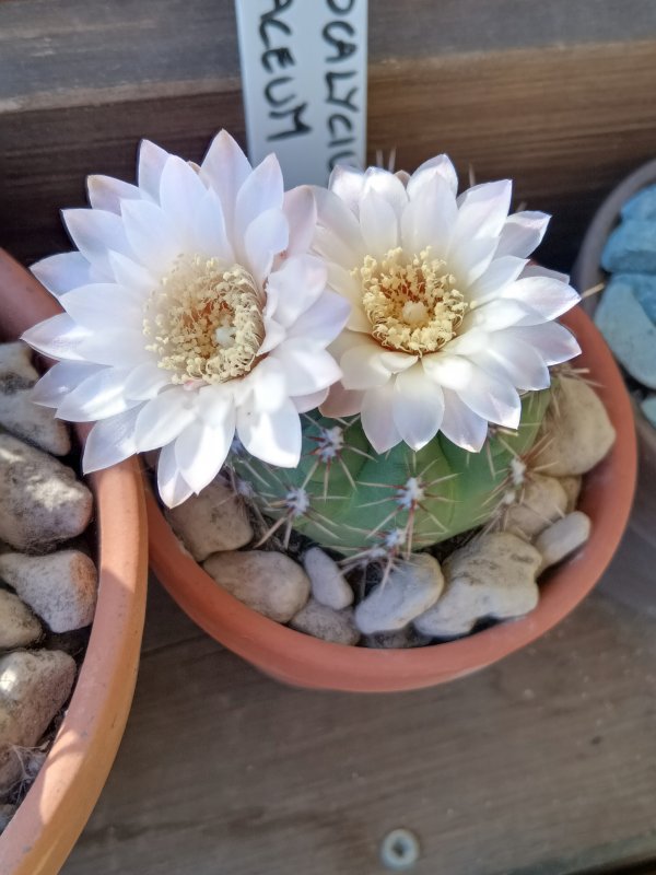 Gymnocalycium erinaceum 