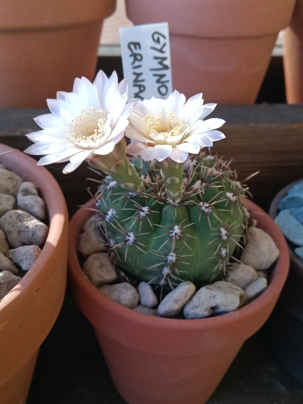 Gymnocalycium erinaceum 