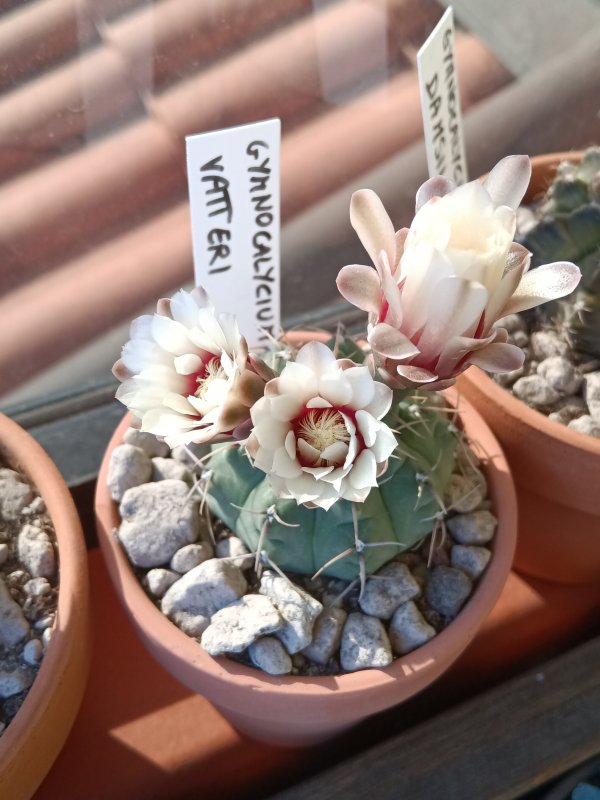 Gymnocalycium vatteri 