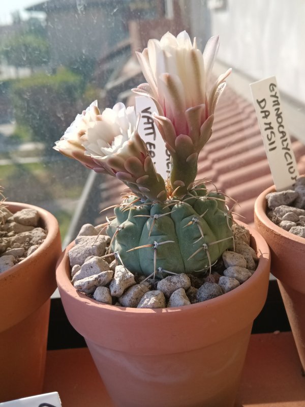 Gymnocalycium vatteri 