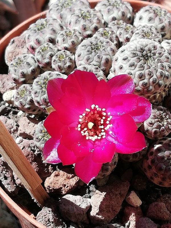 Sulcorebutia rauschii 