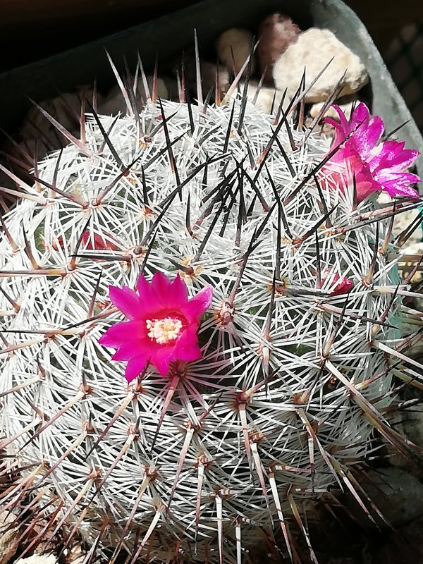 Mammillaria haageana 