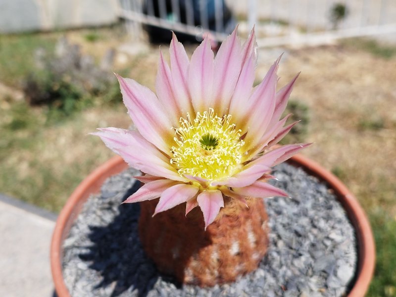 Echinocereus pectinatus 