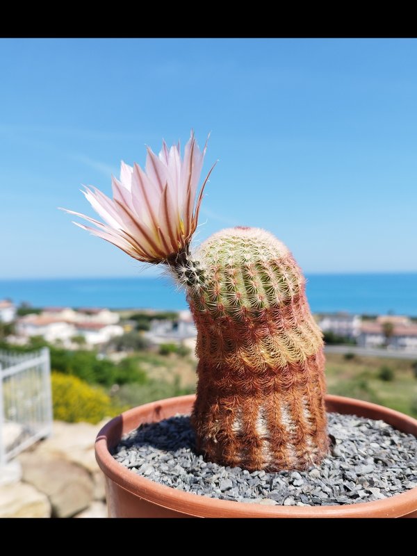 Echinocereus pectinatus 