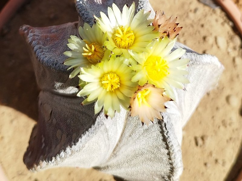 Astrophytum myriostigma v. columnare 