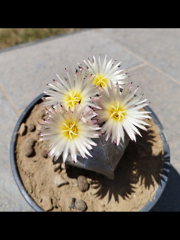 Astrophytum myriostigma ssp. tulense 