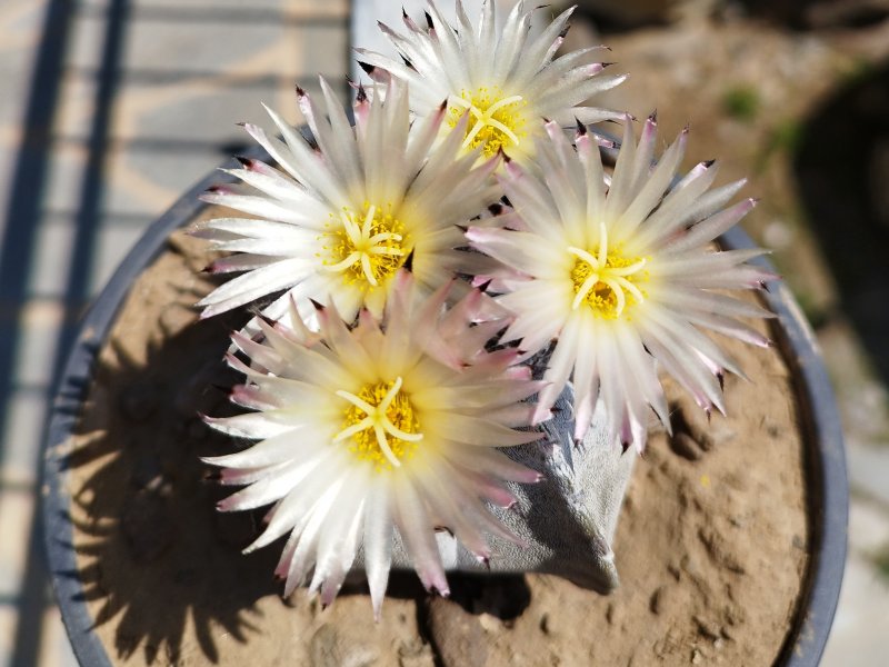 Astrophytum myriostigma ssp. tulense 