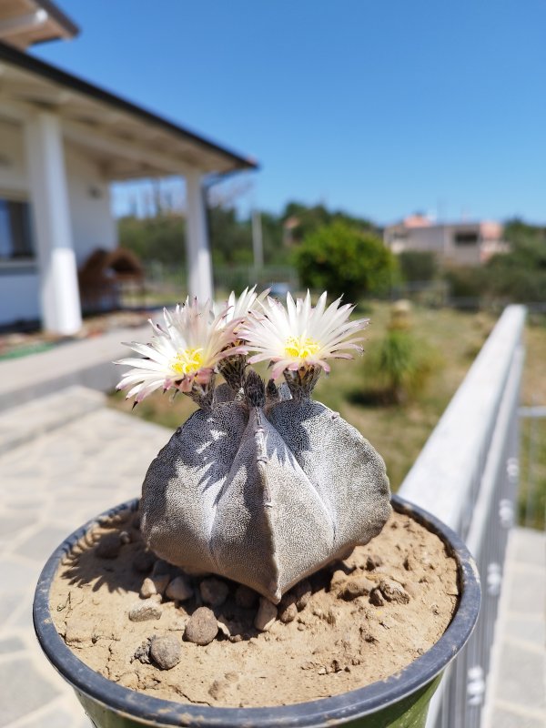 Astrophytum myriostigma ssp. tulense 