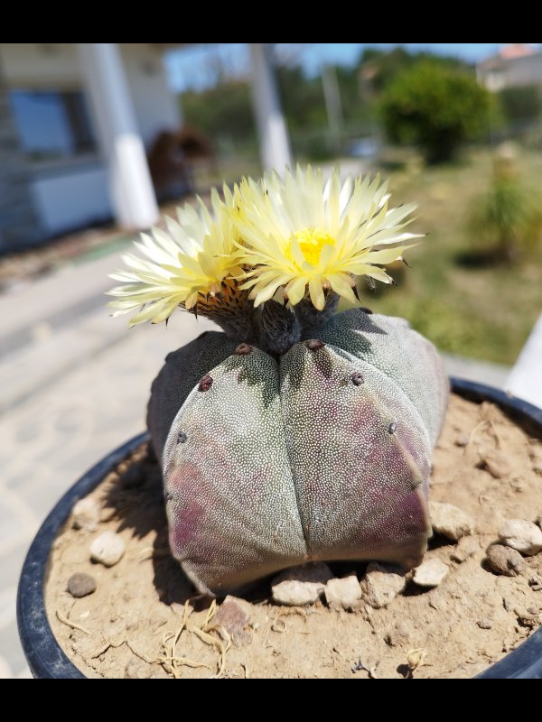 Astrophytum myriostigma 