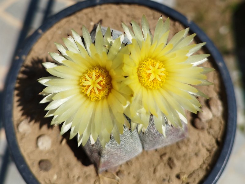 Astrophytum myriostigma 